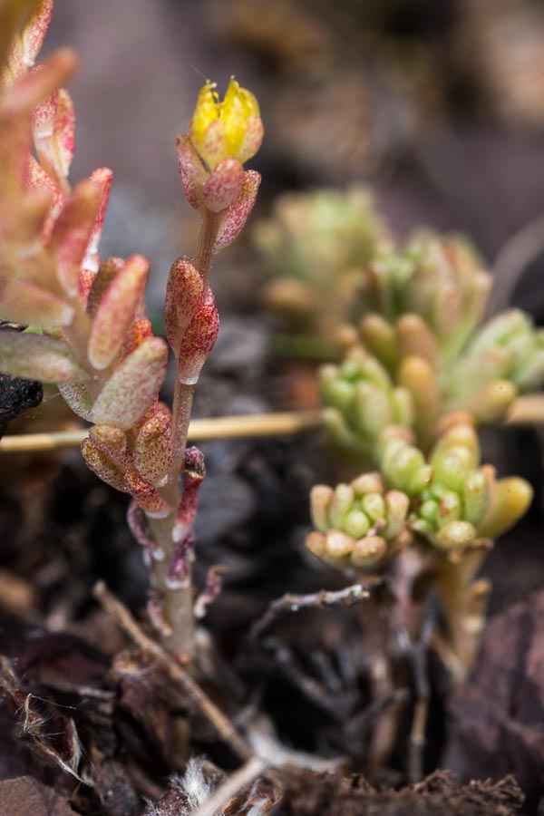 Sedum annuum / Borracina annua